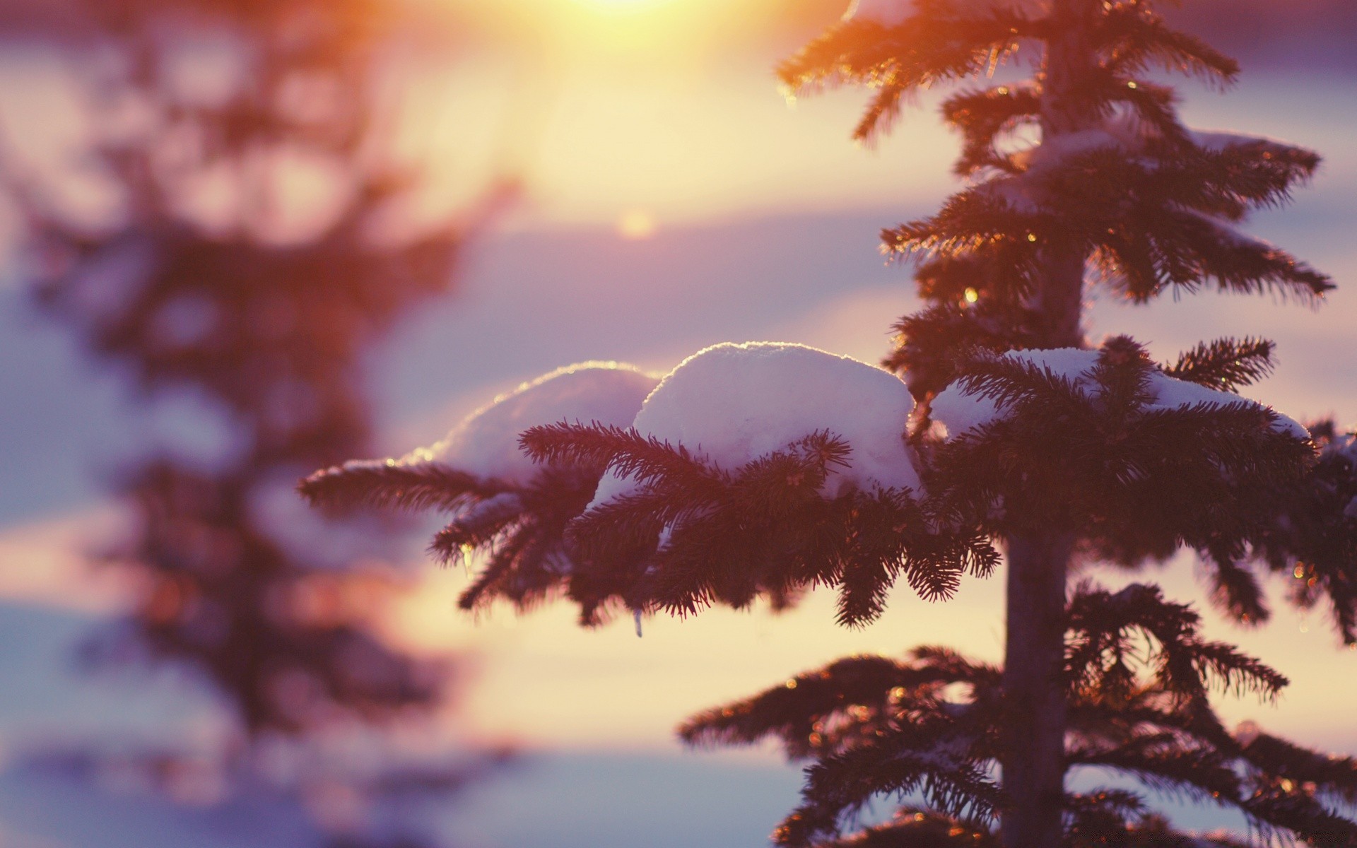 inverno albero all aperto natura autunno alba sole foglia tramonto neve paesaggio legno bel tempo sera