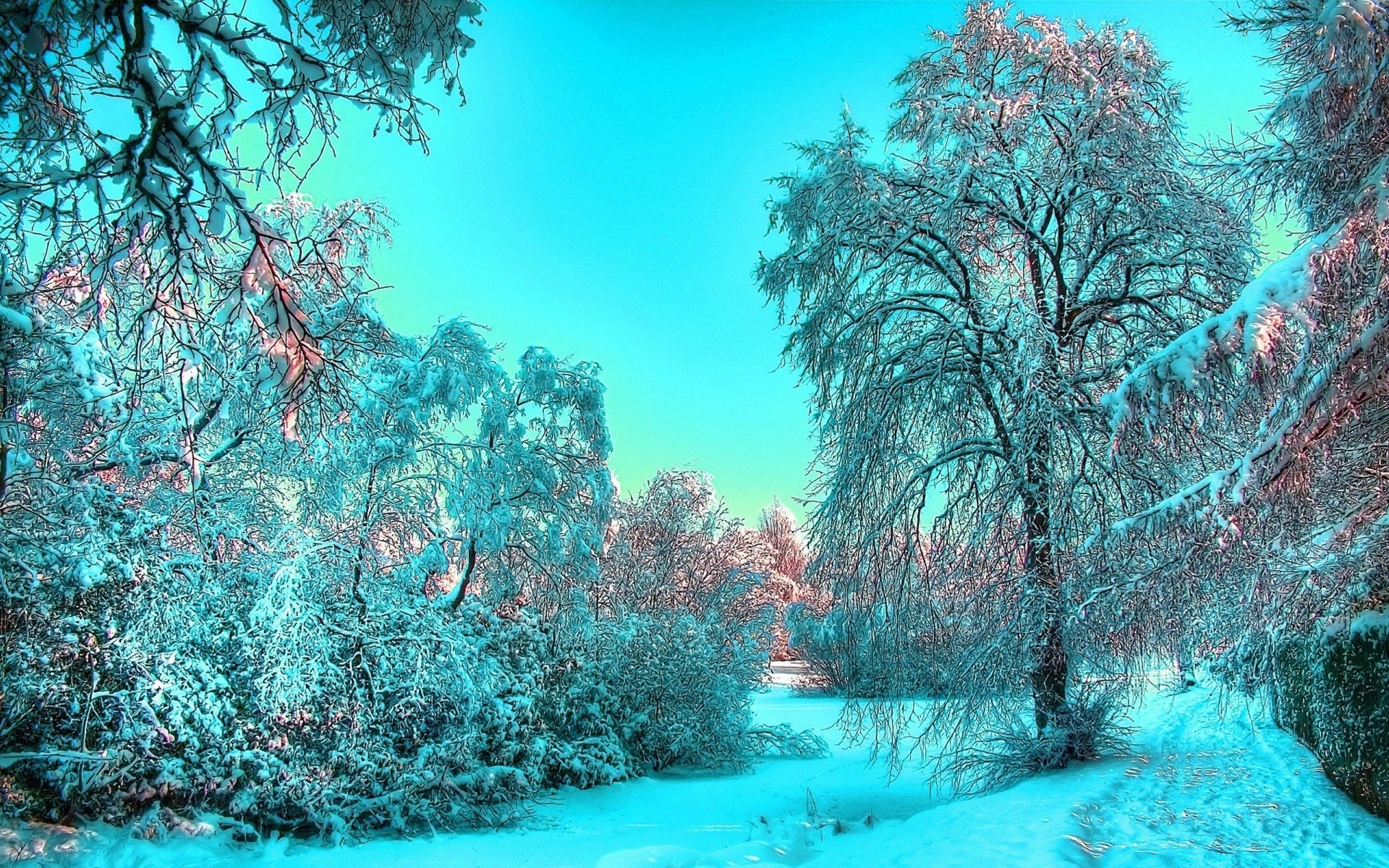 inverno albero natura acqua paesaggio stagione legno bello freddo scena desktop gelo neve bel tempo viaggi chiaro ramo