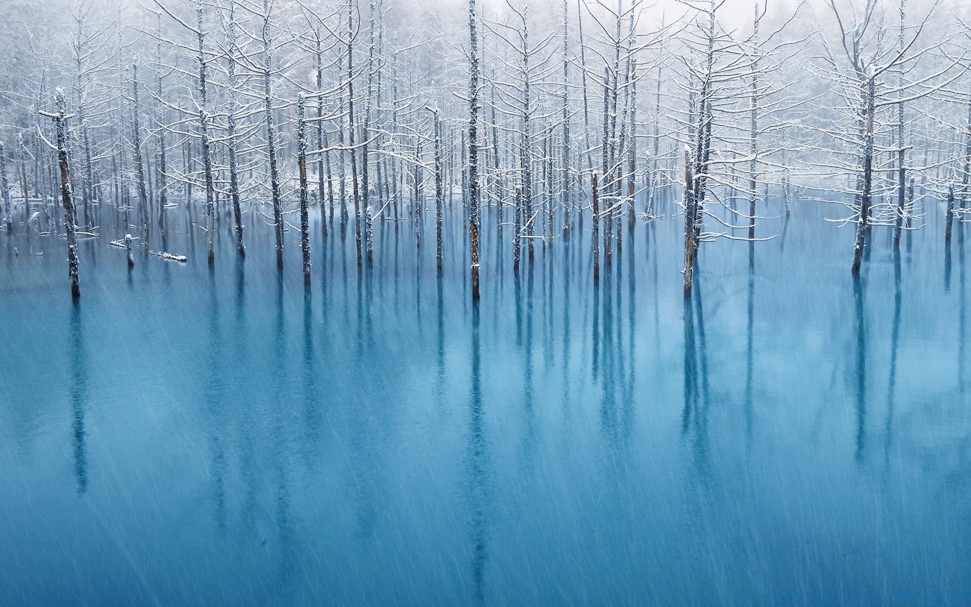 winter snow cold frost wood nature ice frozen tree outdoors weather landscape season fog reflection bright frosty