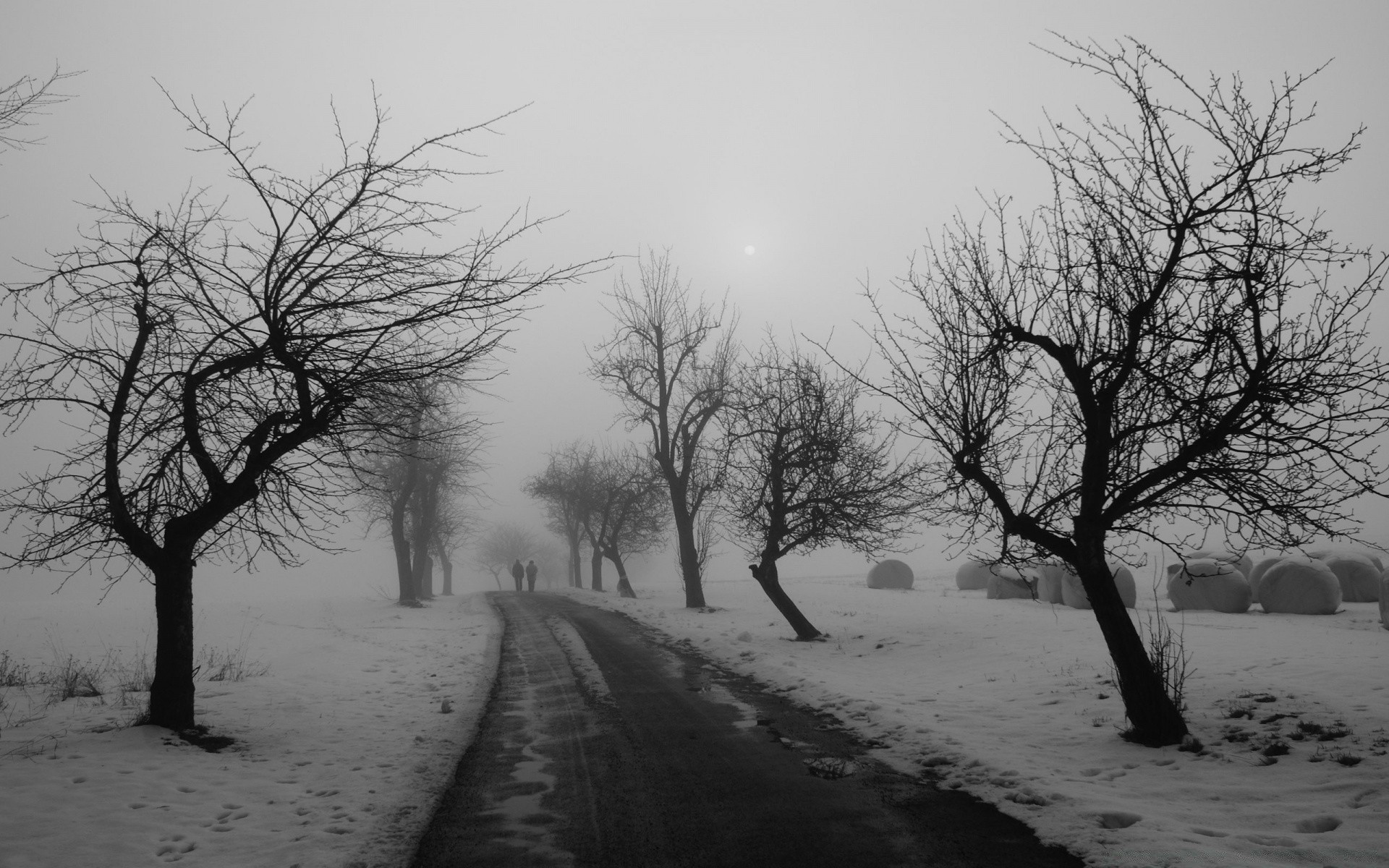 hiver arbre paysage brouillard météo branche neige brouillard unique monochrome nature bois aube solitude froid ombre saison silhouette congelé noir et blanc