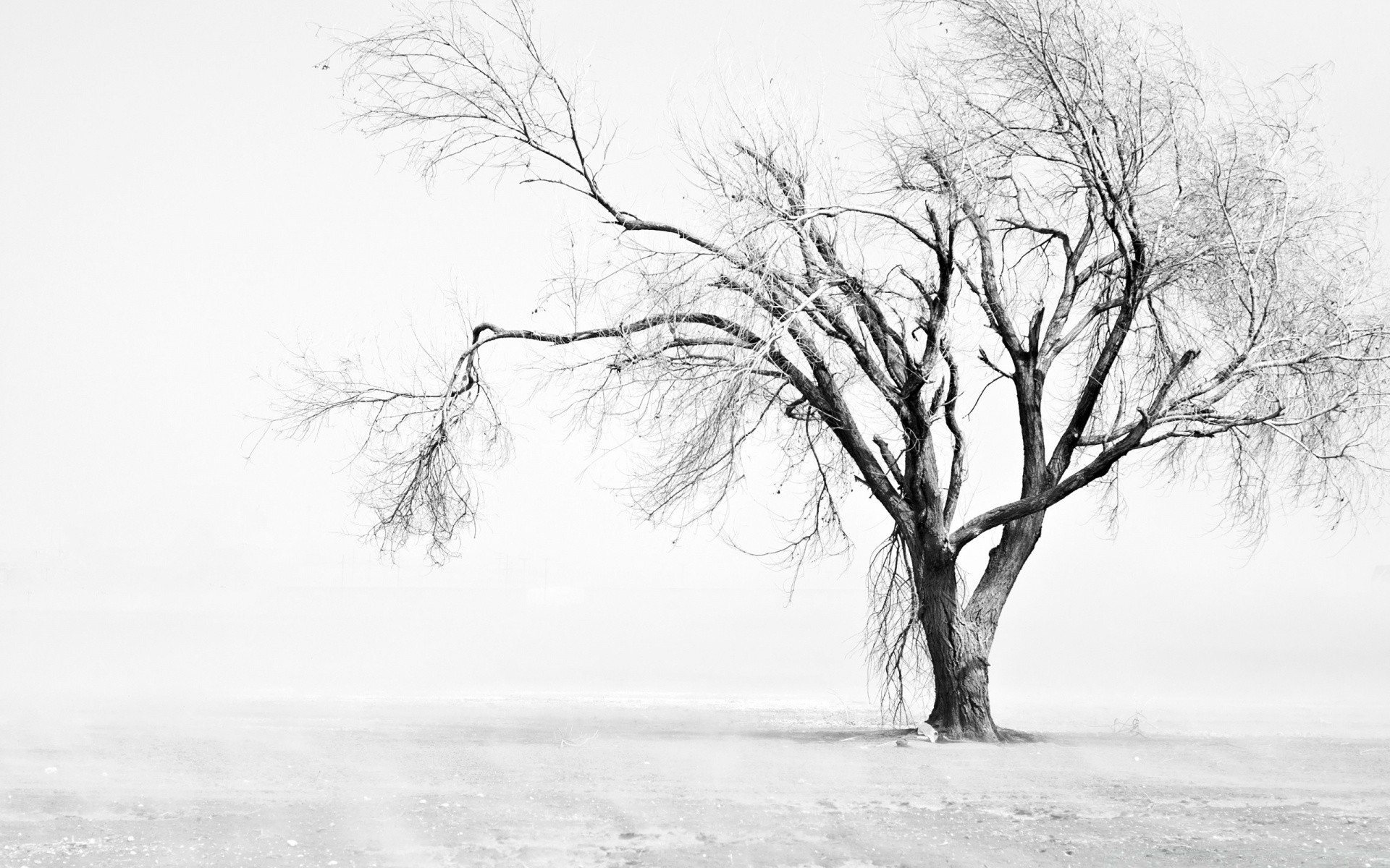 hiver arbre neige paysage brouillard froid bois congelé météo brouillard gel glace branche nature unique scénique saison parc solitude aube