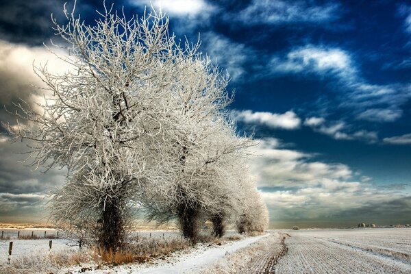 White frozen trees