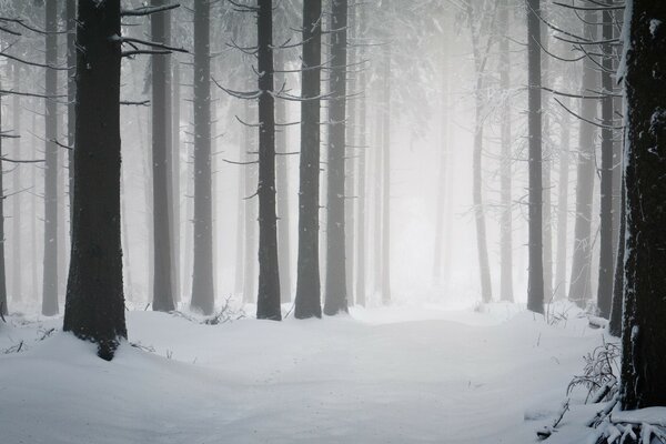 Inverno freddo. Nebbia nella foresta