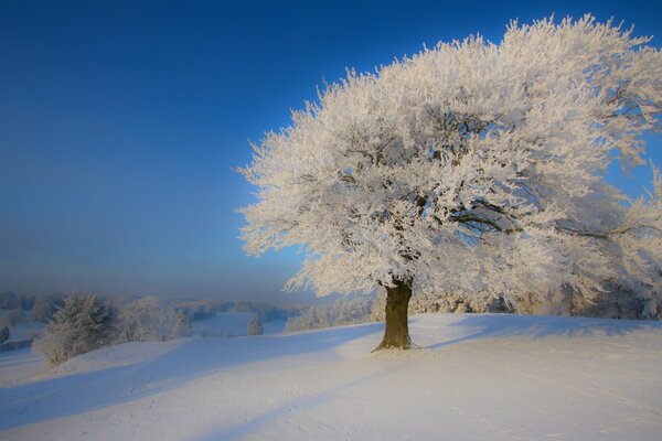 The tree struggles with the cold winter