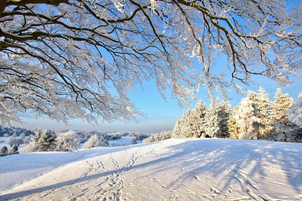 Spuren von Tieren auf einem schneebedeckten Feld