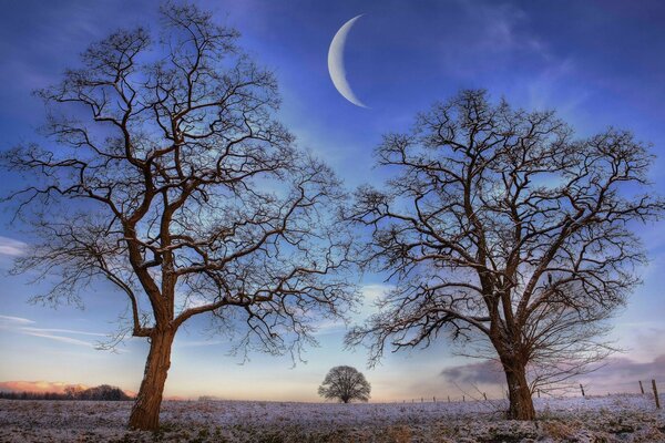 Large dry trees in the field