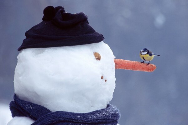 The bird sat down to peck a carrot