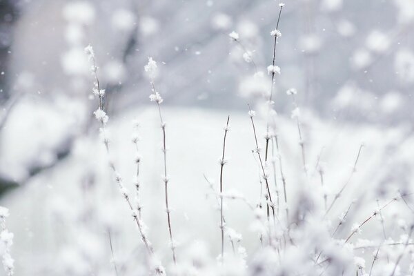 美丽和大量的雪在森林里这个冬天