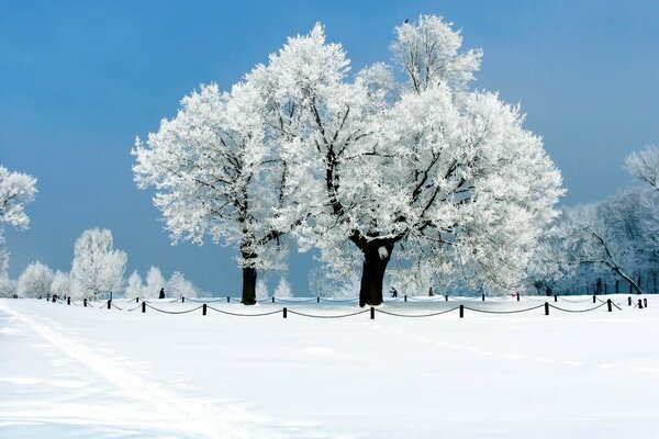 Paisaje invernal del árbol cubierto de nieve