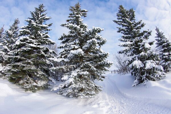 Sendero nevado entre árboles de Navidad congelados