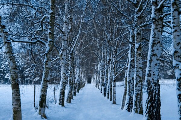 Alley of beautiful white birches, in winter