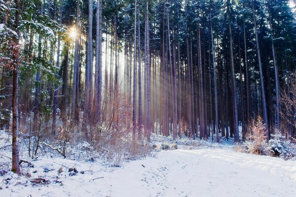 Schneereicher Winter und Frost