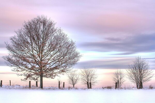 Árbol de nieve en las heladas