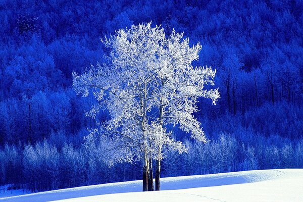 Winter tree in the Christmas frost