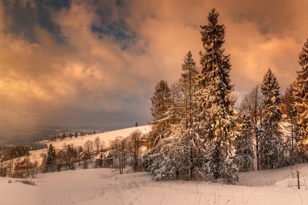 Pente hivernale des montagnes. Forêt d hiver