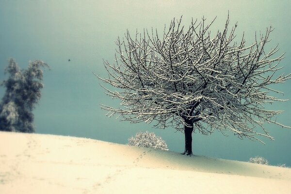 Paesaggio invernale dell albero sotto con Inia