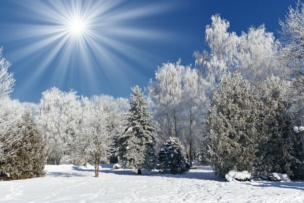 Winter forest under snow in clear weather