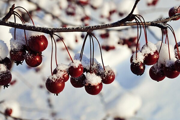 Bayas rojas cubiertas de nieve en el árbol