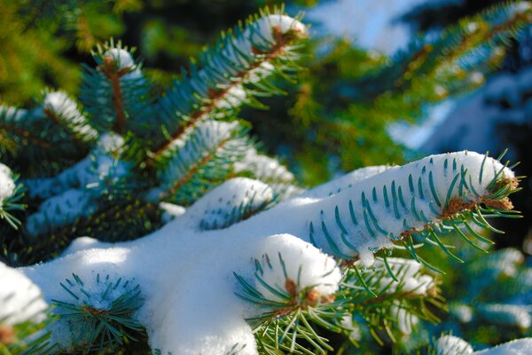 Winterfichte mit Schnee umwickelt