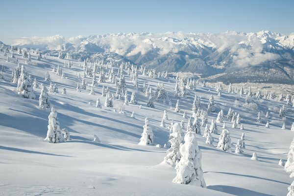 Winter landscape with spruce covered with snow