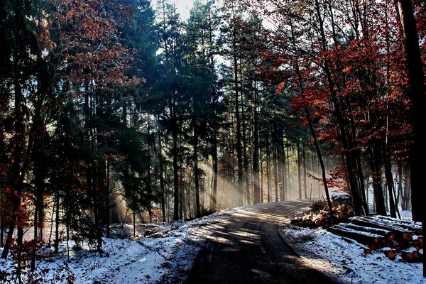 Natur der Bäume im Winter