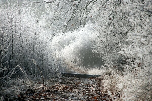 Branches of shrubs and trees covered with frost