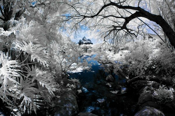 Winterbaum mit Frost bedeckt