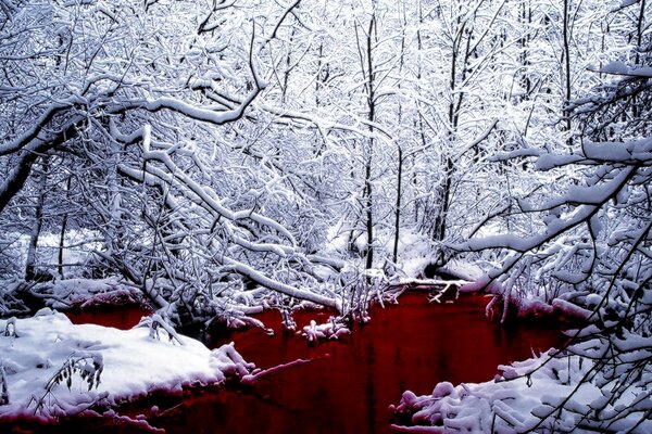 Foresta invernale in cappelli di neve