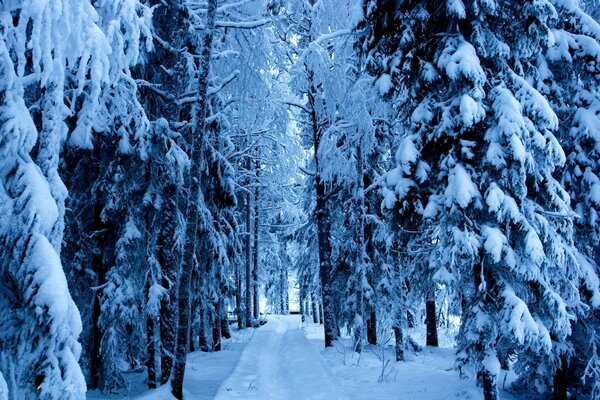 Icy pines in frosty winter