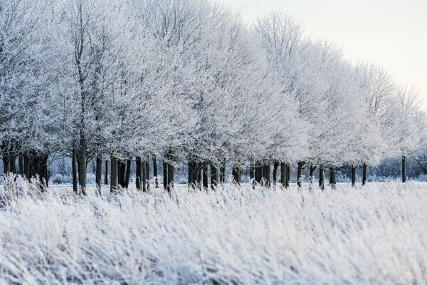 Bäume in einer Reihe, die an einem frostigen Tag mit Schnee bedeckt sind