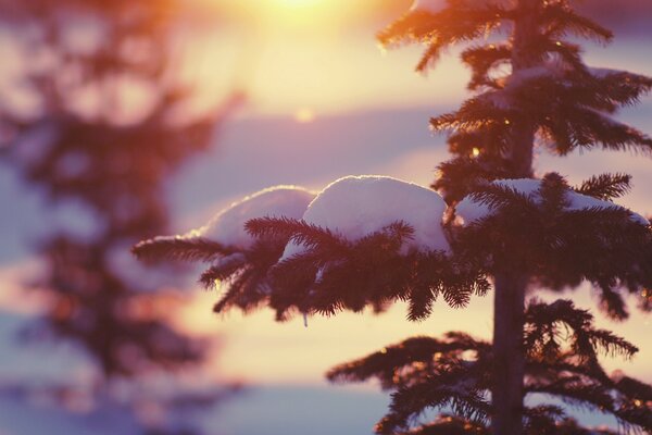 Ein Weihnachtsbaum, der bei Sonnenuntergang des Tages mit Schnee bedeckt ist