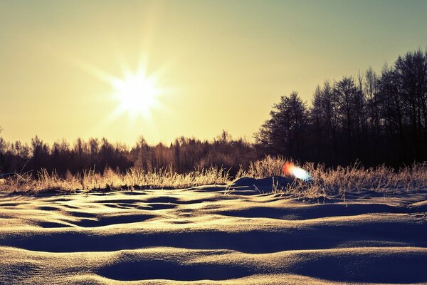 Winter Dawn in the forest. Trees without leaves