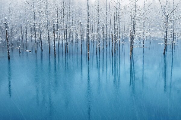 Landscape of a forest encased in ice