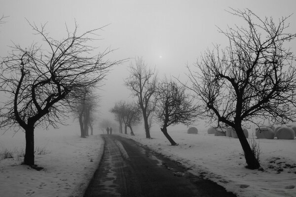 Árboles desnudos en invierno a lo largo de la carretera