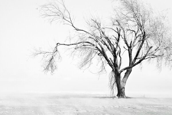 Árvore no inverno em um fundo monocromático