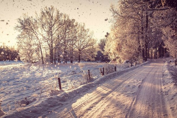 Widok śnieżnego lasu z drzewami