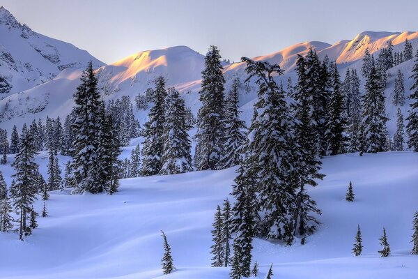 Alberi di Natale sullo sfondo di montagne innevate