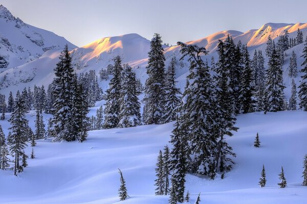 Ёлки на фоне снежных гор