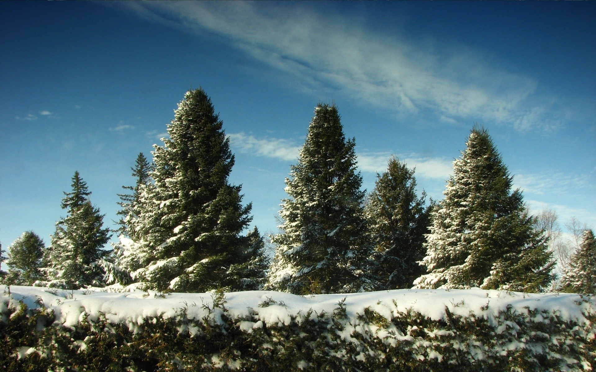 inverno neve árvore evergreen coníferas paisagem abeto pinho madeira natureza ao ar livre frio geada cênica coníferas montanha temporada natal abeto