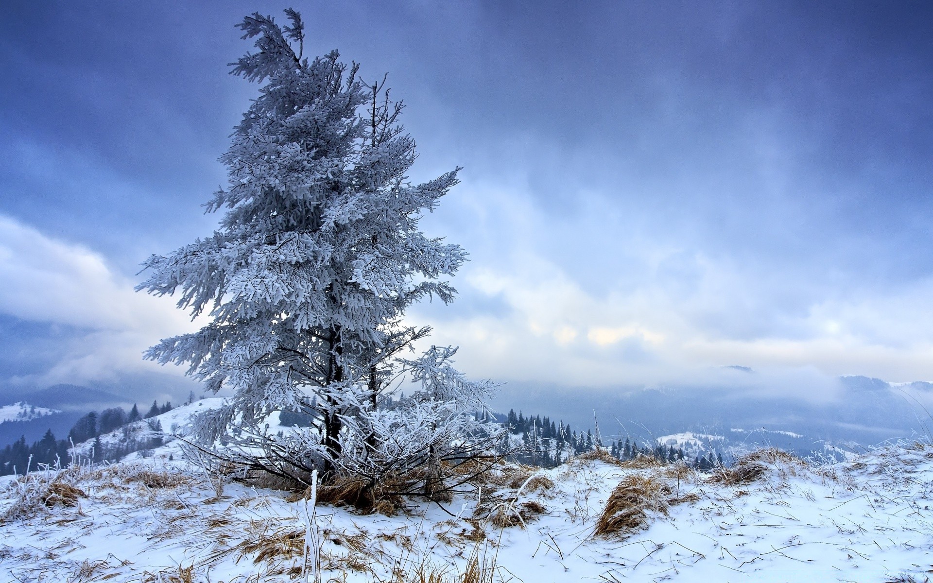 hiver neige gel froid congelé paysage glace arbre saison bois nature météo scénique montagnes sapin pin neige-blanc evergreen givré