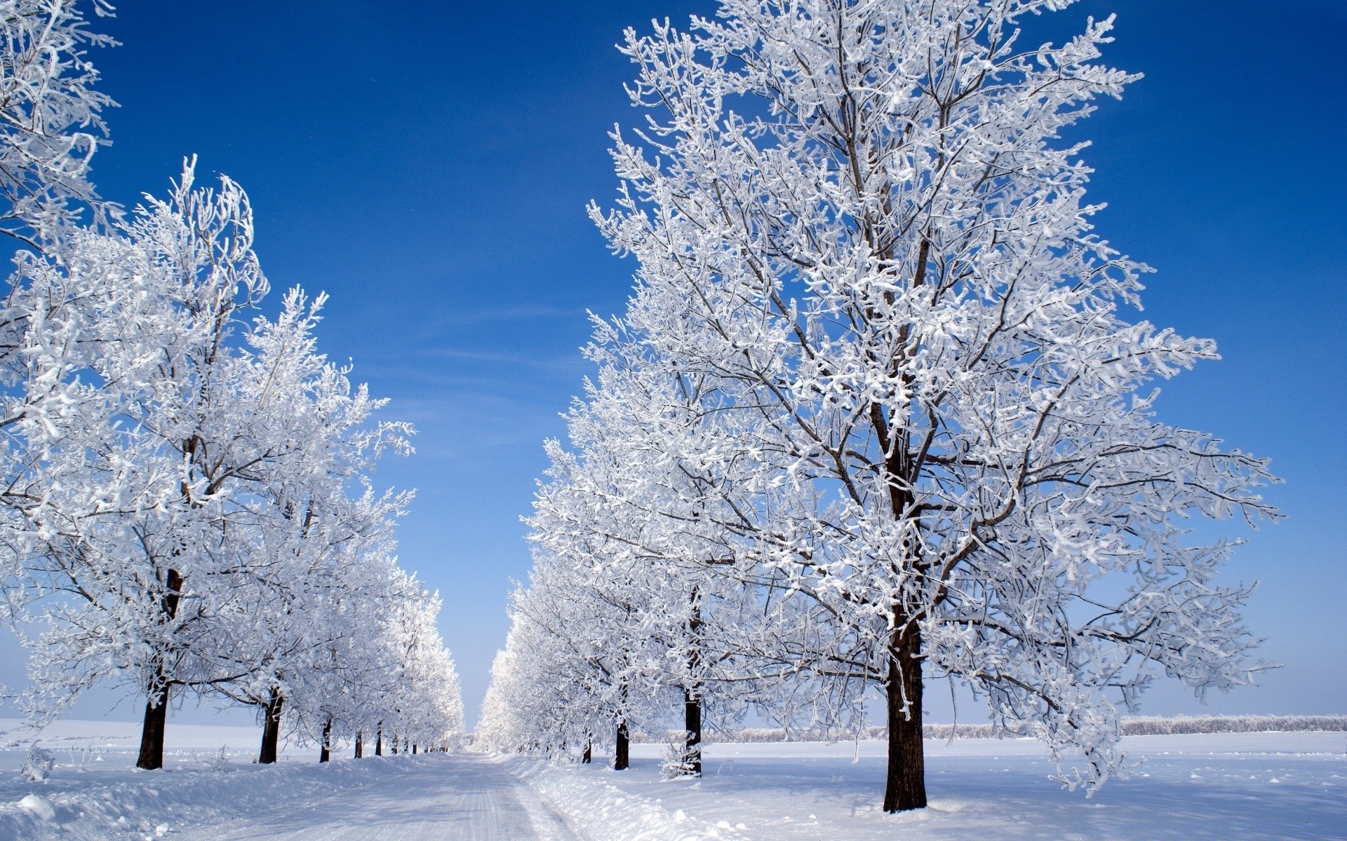 winter snow frost cold tree frozen season wood branch weather frosty ice landscape snow-white snowstorm snowy icy scenic scene