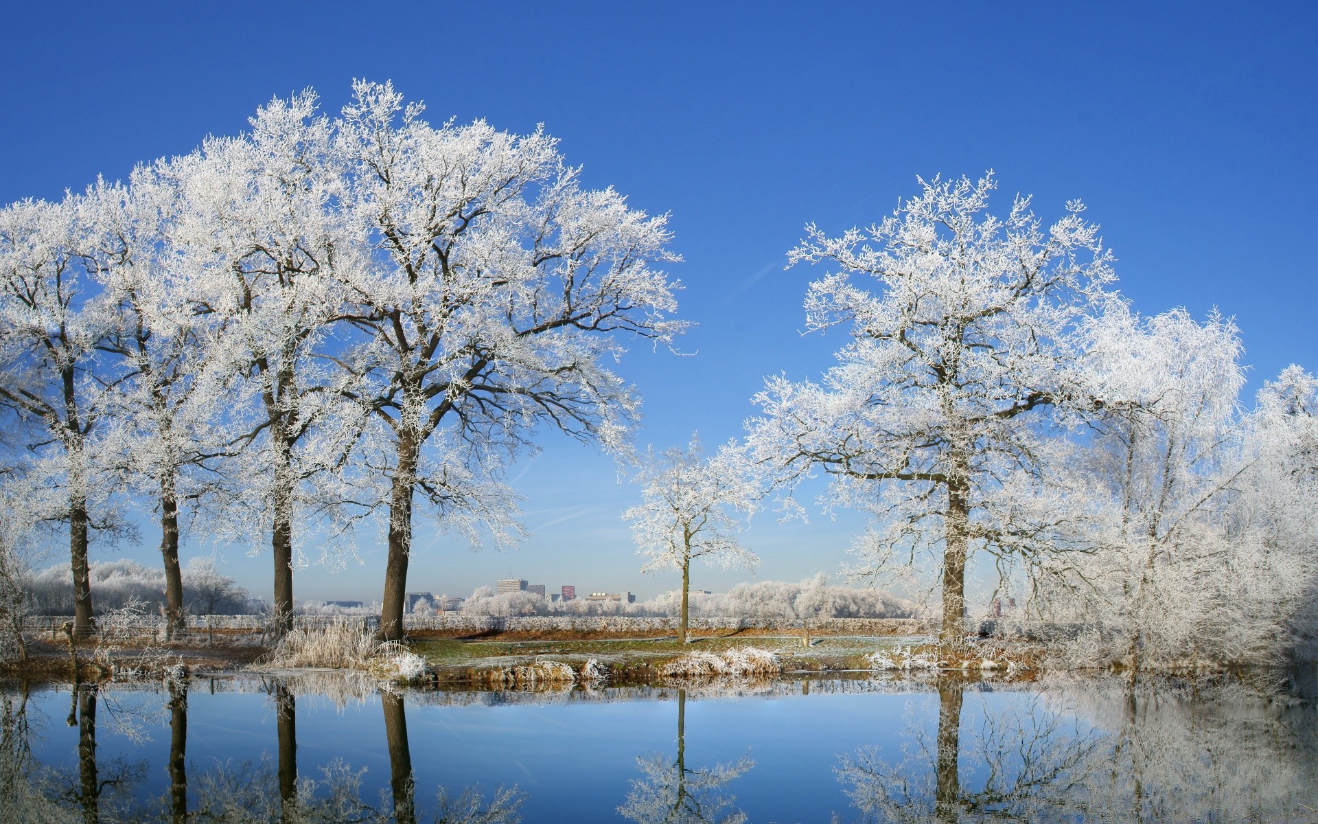 hiver arbre paysage saison neige gel branche froid bois scène congelé nature parc scénique météo clair paysages