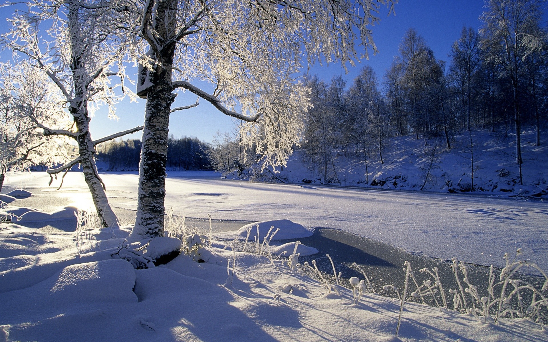 inverno neve geada frio madeira congelado madeira temporada paisagem gelo tempo cênica ramo neve branca natureza bom tempo cena parque