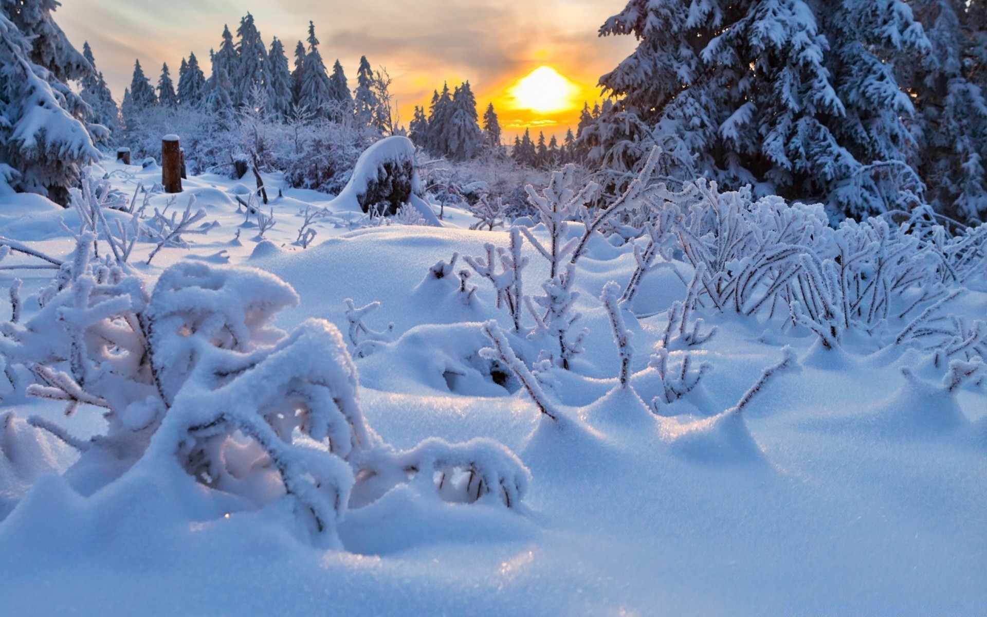 inverno neve frio geada congelado temporada gelo madeira natal tempo gelo neve branco frio cênica bom tempo gelado árvore