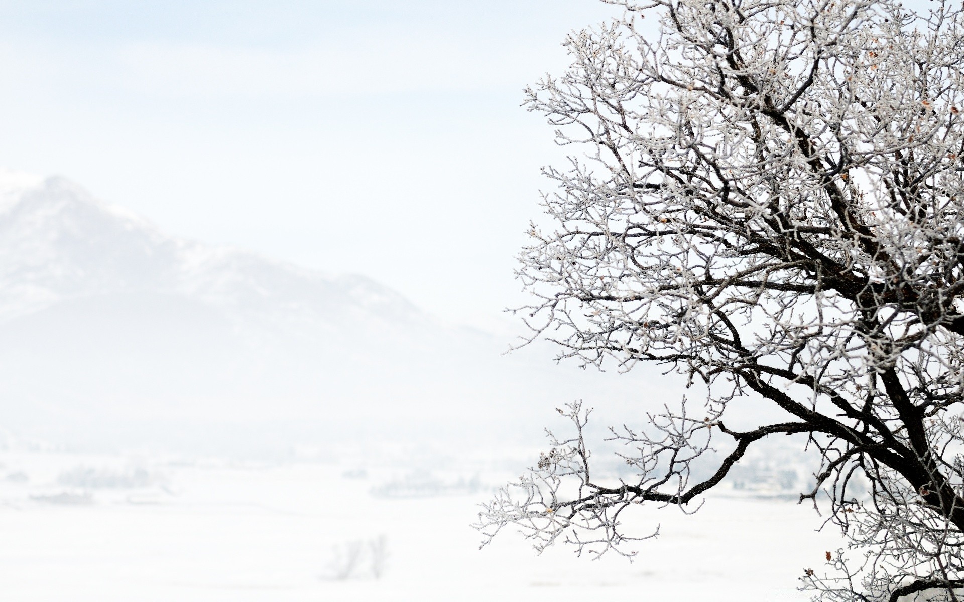 winter snow cold frost tree landscape season frozen nature weather wood branch scene ice scenic fog snow-white scenery park