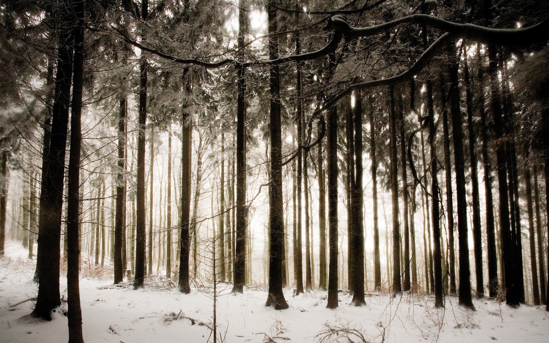 hiver arbre bois brouillard neige brouillard paysage branche parc nature météo pin feuille