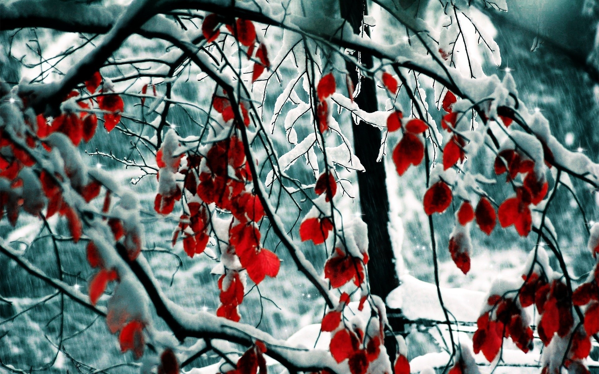 winter jahreszeit baum frost zweig natur desktop hängen blatt im freien flora schnee farbe hell muster design wetter herbst dekoration