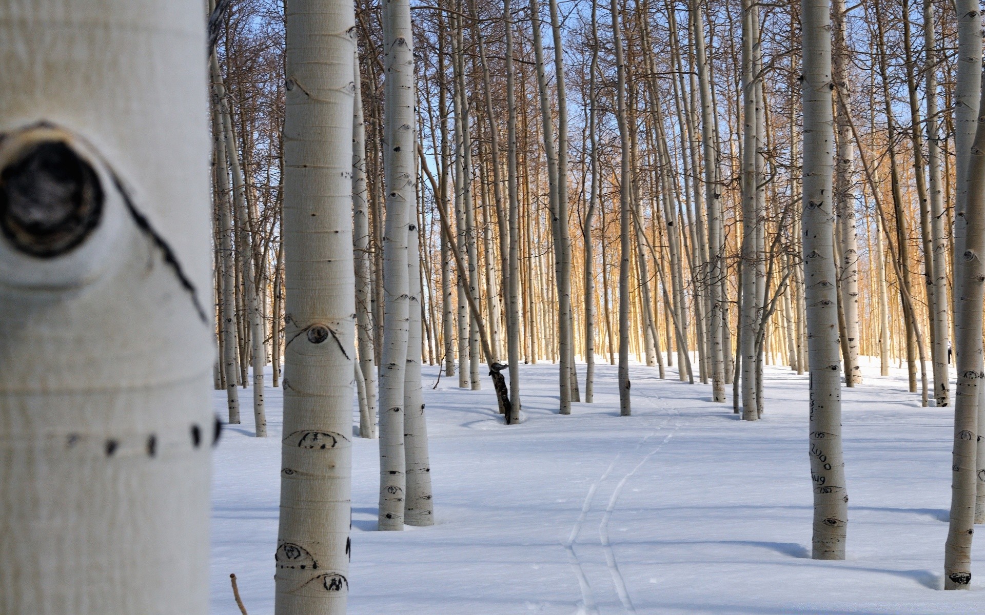 hiver neige bois bois paysage nature froid saison à l extérieur gel branche environnement congelé tronc météo bouleau