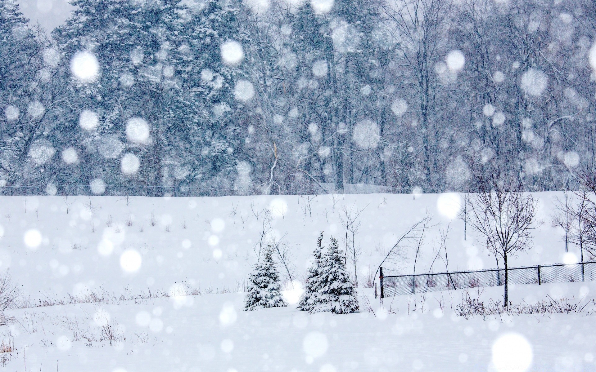 winter schnee frost kälte gefroren wetter schneeflocke schneesturm saison eis schnee-weiß weihnachten baum holz frostig eisig