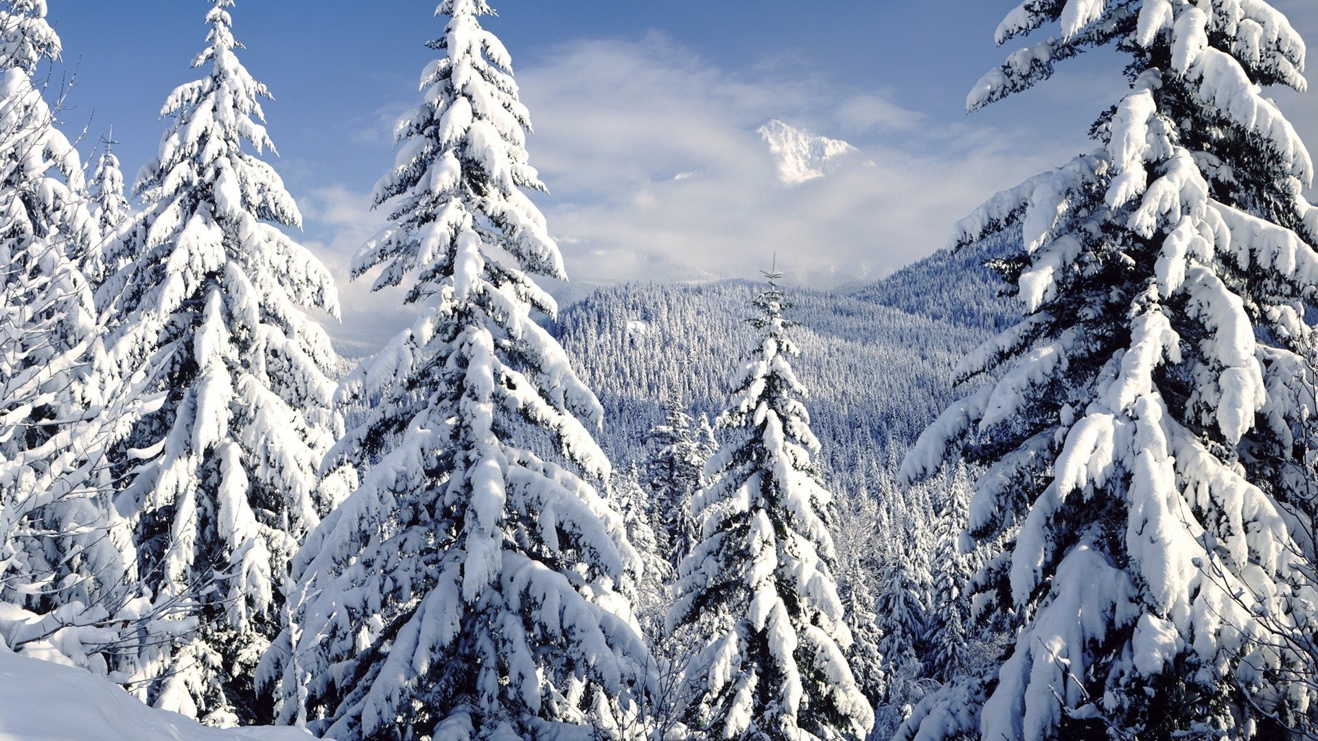 Зима снег деревья ели природа бесплатно